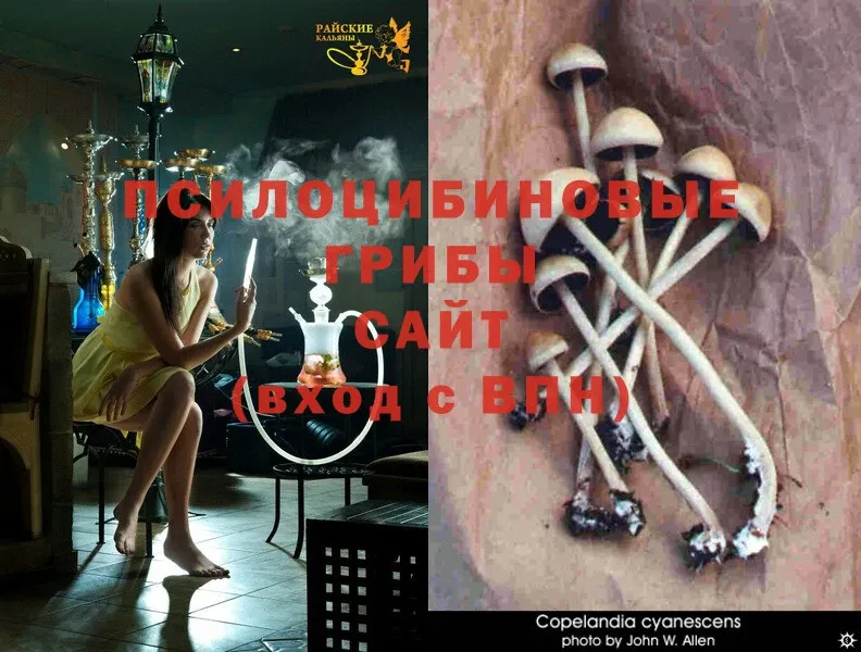 Псилоцибиновые грибы Psilocybine cubensis  Удомля 